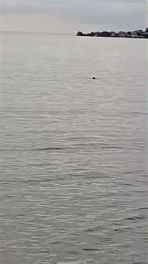 A video from this morning, sent to us straight from Tanzania by our wonderful William Mgomo 🤩 Can you recognise the species, look at the shape of the head? Videos like this make our day! #otter #africanotter #africanotternetwork #aon | African Otter Network