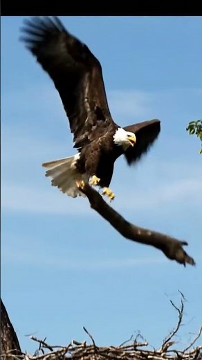 Majestic Eagle Building Its Nest 🦅✨