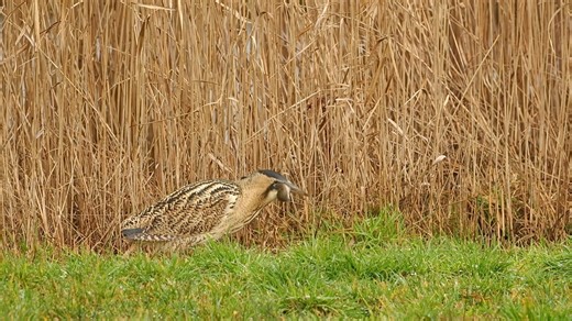 Roerdomp vangt lunch - Vroege Vogels - BNNVARA
