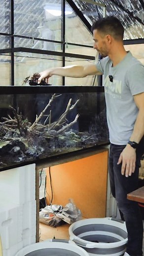 6K views · 118 reactions | Simple way to remove algae from Rocks, works every time and they look brand new afterward ✨ don’t forget to use some sort of dechlorinator afterwards or allow the rocks to fully dry (couple days) and give them one more rinse before using in the aquarium again. #algae #removealgae #removealgaefromrocks | Jurijs mit JS | Facebook