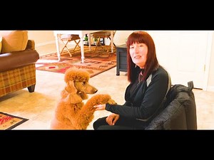 Dog Training Communication (AAC): Teach Your Dog How To Push Buttons To Talk | Ruby's First Time
