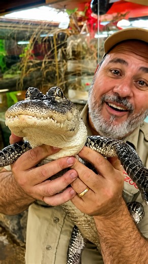 The American alligator | Learn how this small alligator grows into a massive predator