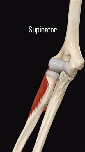 NTsportstherapy on Instagram: "The supinator is a muscle located in the forearm that is responsible for rotating the forearm to turn the palm upward, a motion called supination. This muscle wraps around the upper part of the forearm near the elbow and works in conjunction with other muscles, like the biceps brachii, to achieve this movement. Origin: It originates from the lateral epicondyle of the humerus and the ulna. Insertion: It attaches to the lateral, posterior, and anterior surfaces of th