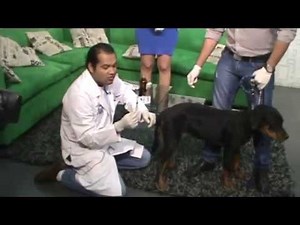 Como poner una inyección a tu mascota