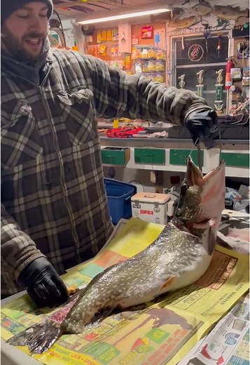 Northern pike chowed a big bluegill before we caught it he was a hungry one! #icefishing #northernpike #wisconsinfisherman #pike #bluegill