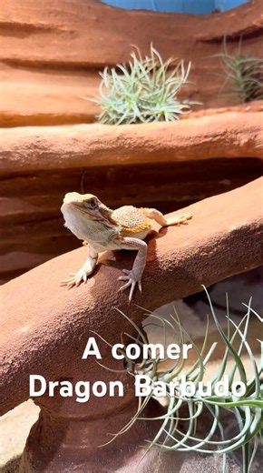 Bartagame, Dragon Barbudo