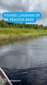 Fishing Lukanani or Peacockbass in the Abary River | Touring Guyana