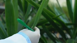 Biology researcher examining plant leaf making notes, writing experiment results