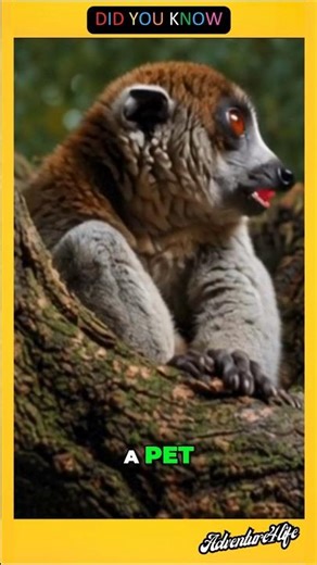 The World's Only Venomous Primate 🐒 | Slow Loris Facts #facts #animals #mammals #wildlife