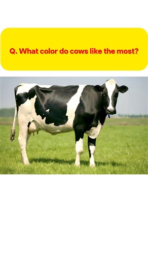 What color do cows like the most?