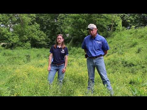 Buttercup control in pasture fields