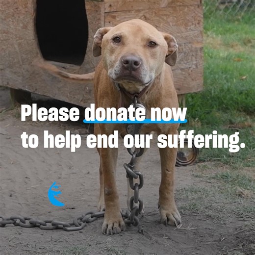 ‼ 2X IMPACT ACTIVE: A monthly donation can be the difference between life and death for a suffering animal. It is more important than ever that we do our part to help rescue and protect all animals in need. 💝Even a small monthly donation can create a big change and a better future for an animal who is suffering. Become a monthly donor now and support our lifesaving work for all animals year-round. | Humane World for Animals