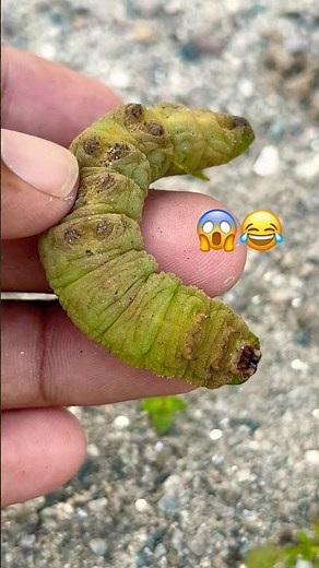 Caterpillar on Flower 😱🐛 Baby Boy So Emotional & Crying 😂 | Wild NorthEast India #trending