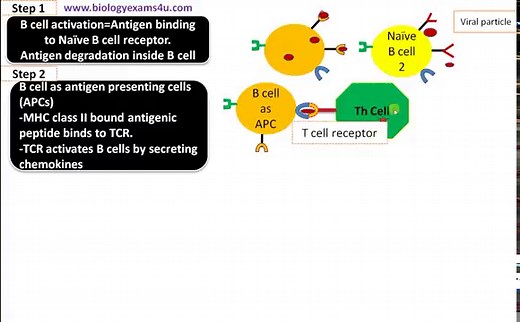 Antigen Presenting Cells (APC)-Definition,Mechanism of action and Examples
