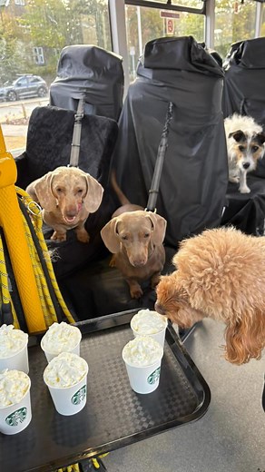UK’s first dog bus arriving at Starbucks for some puppychinos ☕️ Thank you to the lovely staff at Ilkley Starbucks for handing out puppychinos to all the dogs on board Billy’s Bus 🚌 🐶 What would you do if you saw Billy’s Bus at your local Starbucks? #dogbus #beepforbillysbus #dogwalking #uksfirstdogbus #starbucks #puppychino #ilkleystarbucks #ilkley | Billys bus