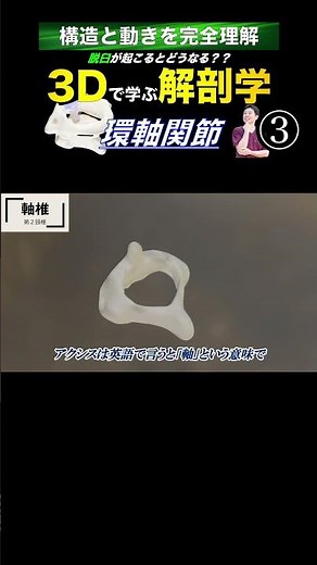 軸椎／正中環軸関節 【3Dで学ぶ解剖学】#頸椎 #ストレートネック #首凝り解消