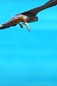 73K views · 406 reactions | Best action caught in the sky never saw before ##bird##action##sky##aerial##nature##wildlife##photography##videography##animals##reel##dira##saha##facebook## | Dira Saha | Facebook