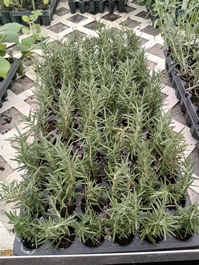 Tuscan Blue Rosemary Starter Plants 5 Pack - Etsy