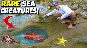 Catching exotic creatures out of tide pools!