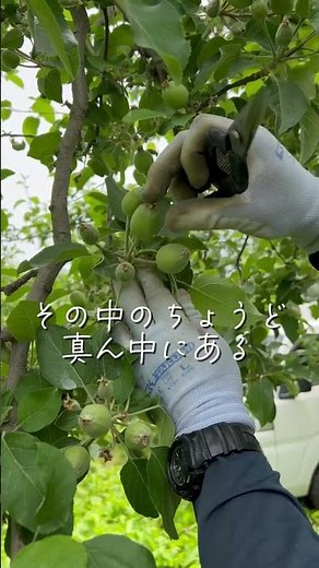 りんごの摘果🍎よく見るりんごの大きさにするためには、この摘果をしなければなりません。全て、手作業です！1個のりんごを作るのに、大事に大事に手をかけます。