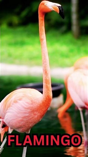 Flamingo sound | Flamingo sound video | Flamingo 🦩 #flamingo