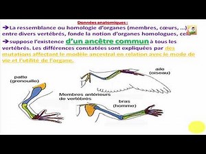 02- les arguments : évolution biologique : Bac Tunisie