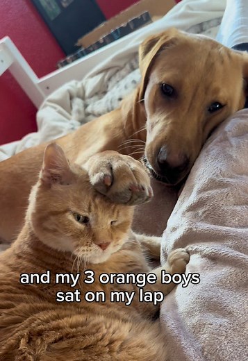 Adorable Cat and Dog Friendship Moments