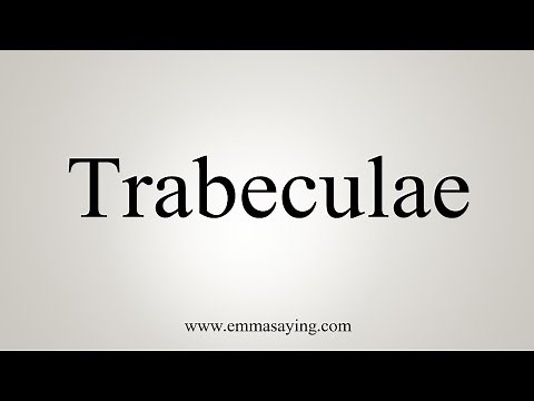 How To Say Trabeculae