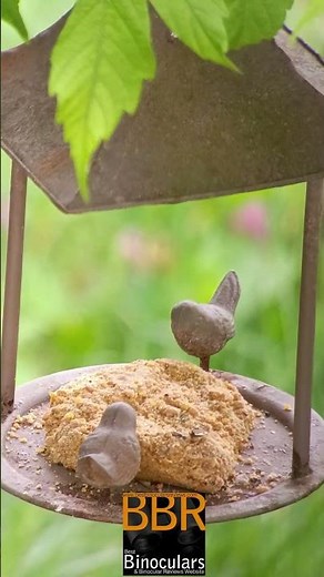 Kite APC 60 ED Stabilized Spotting Scope & Magview S1 Digiscoping Adapter