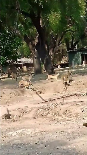 1 Baboon Vs 5 Dogs Fight Part1 #wildlifefights #baboonvideos #baboonattack