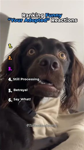 Ranking Funny "Your Adopted" Reactions #shorts