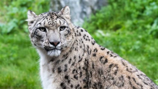 Snow leopard dies at Illinois zoo after contracting COVID-19