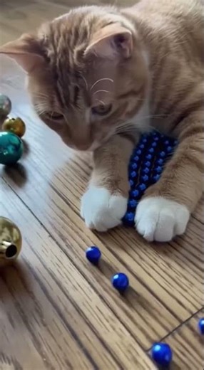 Amazing marble run tricks you must see #reversevideo #marblerunandmore #cat