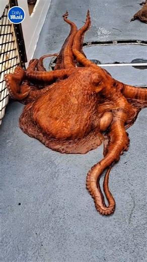 108K views · 437 reactions | A once-in-a-lifetime experience  | Daily Mail Video | Facebook