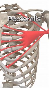 The pectoralis major is a paired, superficial muscle located on the anterior surface of the thoracic cage. If you’re a gym lover, you’ll hear these muscles also being referred to as the pecs muscles. The pectoralis major has a broad origin, based on which it is divided into three parts: clavicular part, sternocostal part and abdominal part. All three parts converge laterally and insert onto the greater tubercle of humerus. Origin: Clavicular part: anterior surface of medial half of clavicle Ster