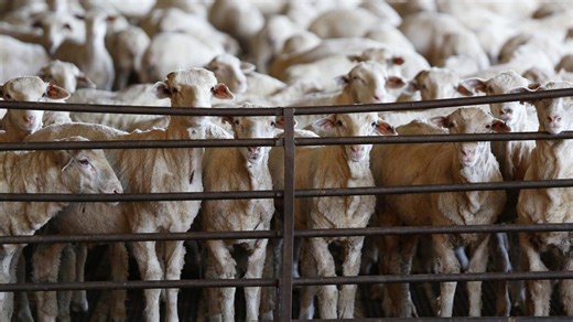 Doomed live sheep exports to resume Saudi Arabia trade