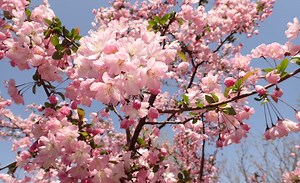 Nggak Perlu Jauh-Jauh ke Jepang, Inilah 5 Tempat Melihat Bunga Sakura di Indonesia : Okezone Women