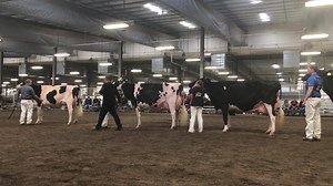 1.1K views | Midwest Spring National Holstein Show - Grand Champion Bred and Owned | The Bullvine | Facebook