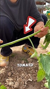 This Branch Plant Cultivation🌱😱#shots