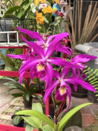 Explorando el Jardín de Orquídeas en Caracas