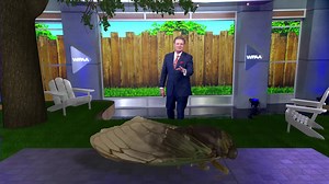 Once-in-a-lifetime cicada emergence expected for 2024