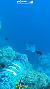 🐟 Snapper 🐟 . 📹 @spearfishing_extreme 👕 @monkey.sub . #spearfishing #pescasub #fishing #fish #pescasubmarina #underwater #fisherman #fishinglife #snapper #dentice #chassesousmarine #sea #mare #deepblue | Spearfishing_Extreme