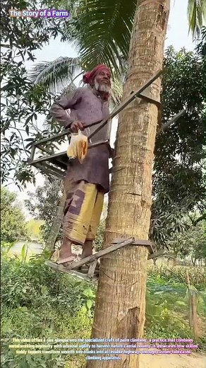 Ascending to the Crown: Watch a Master Climber Scale a Coconut Palm with Custom Rigs! 🌴🧗