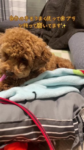 歯磨きしてます🐕 #マルプー子犬 #犬のいる生活 #犬のいる暮らし #むぎ君 #犬はみがき #マルプー歯磨き