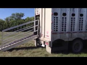 Portable Cattle Liner Loading Chute