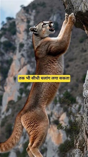 World’s Best Jumper Cat | Puma in Action 🐆⚡