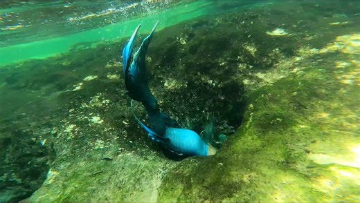 Keep on survivin' 🏝️ #thewanderingmermaid #blue #mermaid #underwater #tunnel #swim #bluehair #water #siren #dive #mermaidhair #mermaidtail #gopro #fl