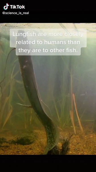 The DNA Evolution: Lungfish Genome Exploration