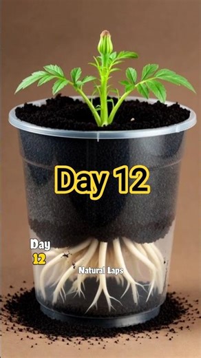 Marigold Flower Growth Timelapse☘️