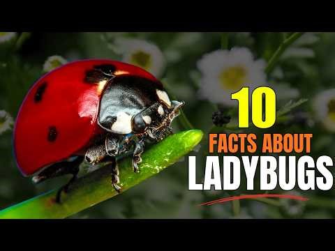 10 Amazing Ladybug Facts You Didn’t Know 🐞